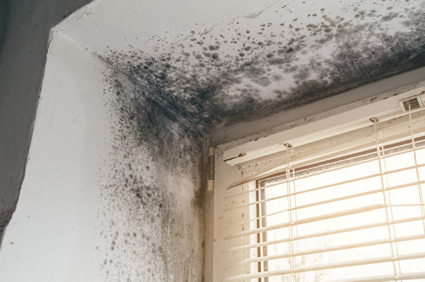 Affordable Mold Cleanup solutions in Upperstrasburg, PA